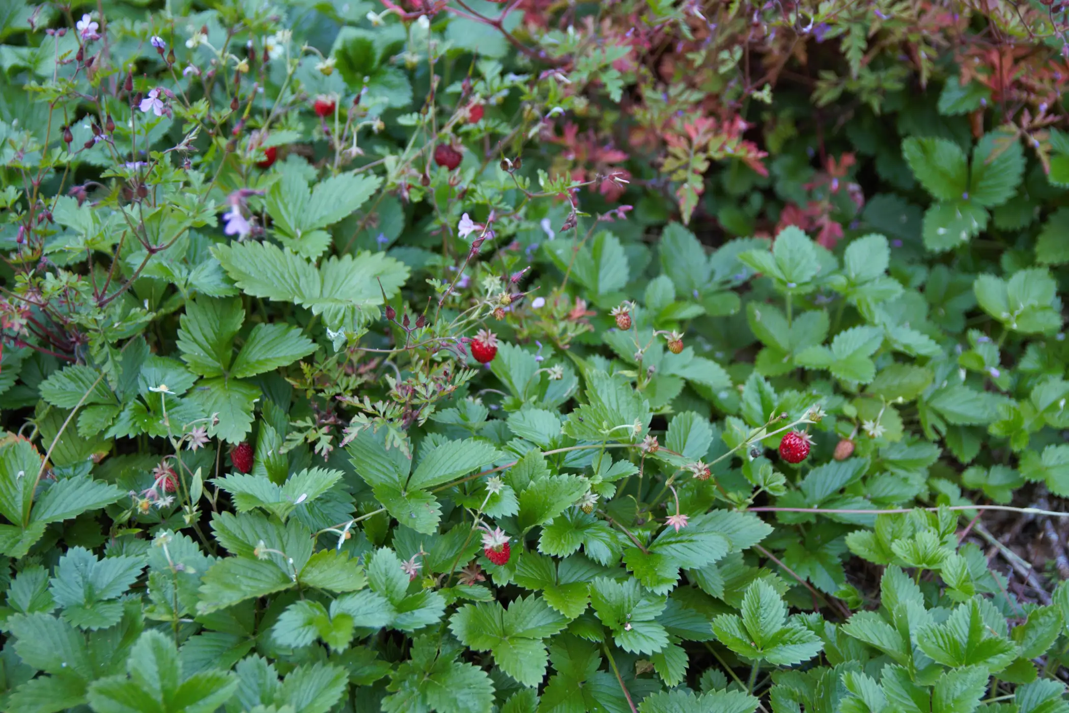 Cottage for 5 people in La Roche-en-Ardenne Le Chalet Pointu du Bout du Monde